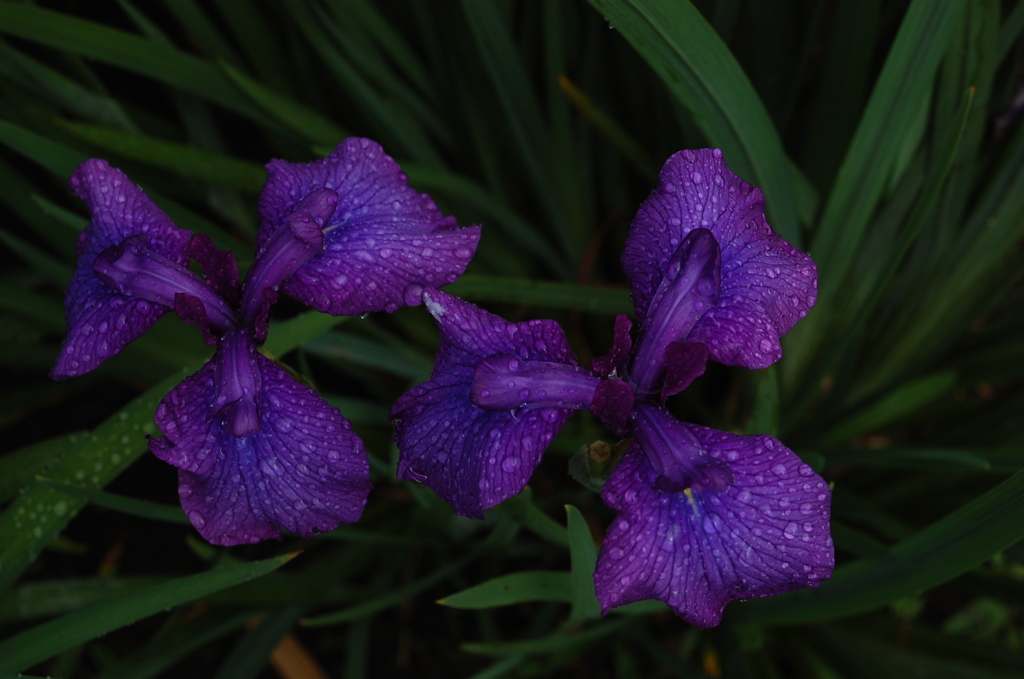 DSC_2359