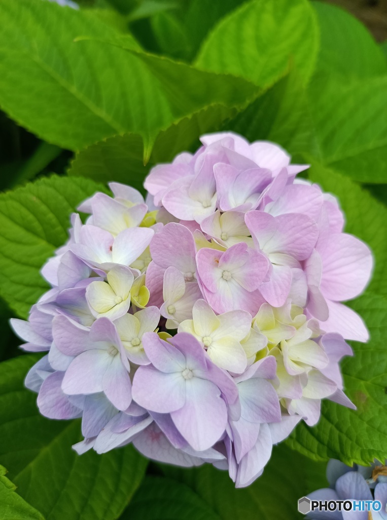 コロナ禍でも綺麗に咲く花