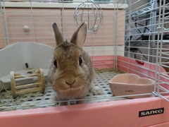 ネザーランド・ドワーフその２