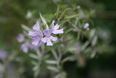 花の匂いに誘われて