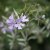 花の匂いに誘われて
