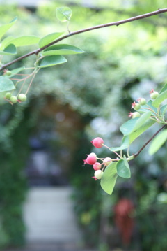 カフェ日和
