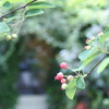 カフェ日和