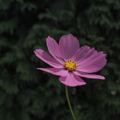 コスモスの花
