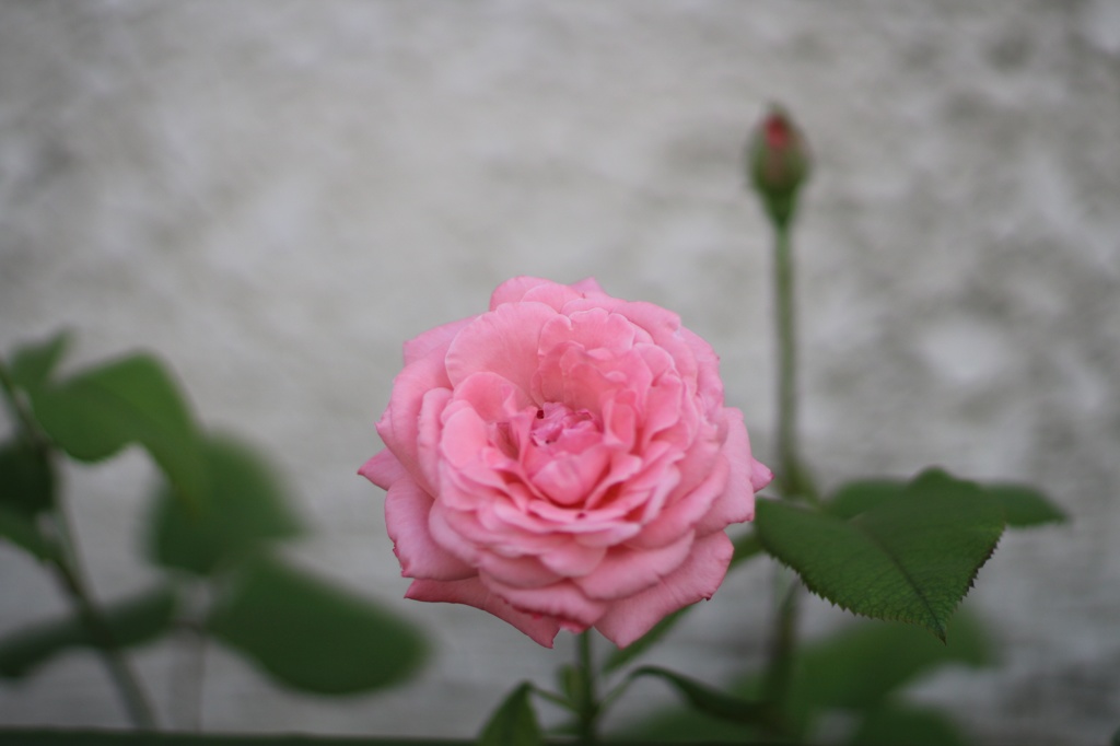 路地裏の薔薇