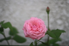 路地裏の薔薇