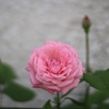 路地裏の薔薇