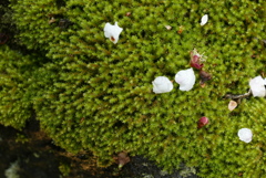 梅華