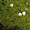 梅華