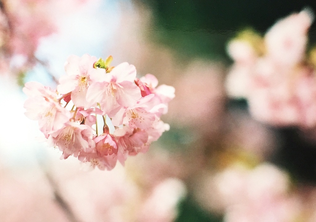 津久見 河津桜