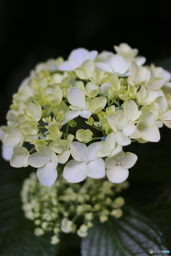 かえる寺の紫陽花