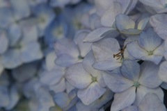 花散歩
