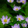 林道の華