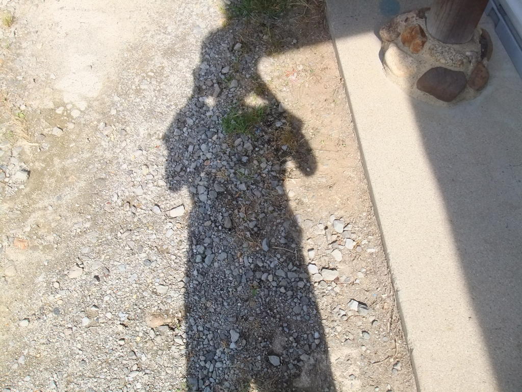夏の日の朝
