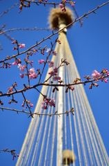 東京スカイツリーと河津桜