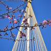東京スカイツリーと河津桜