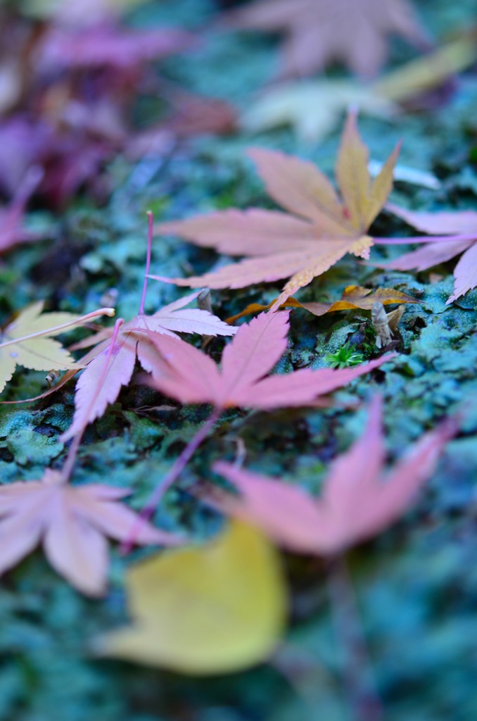 もみじの落ち葉