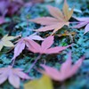 もみじの落ち葉