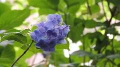 木漏れ日と紫陽花