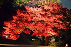 六義園　もみじのライトアップ
