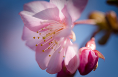 河津桜の花びら