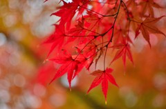 紅葉のきらめき