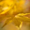 紅葉の途中で