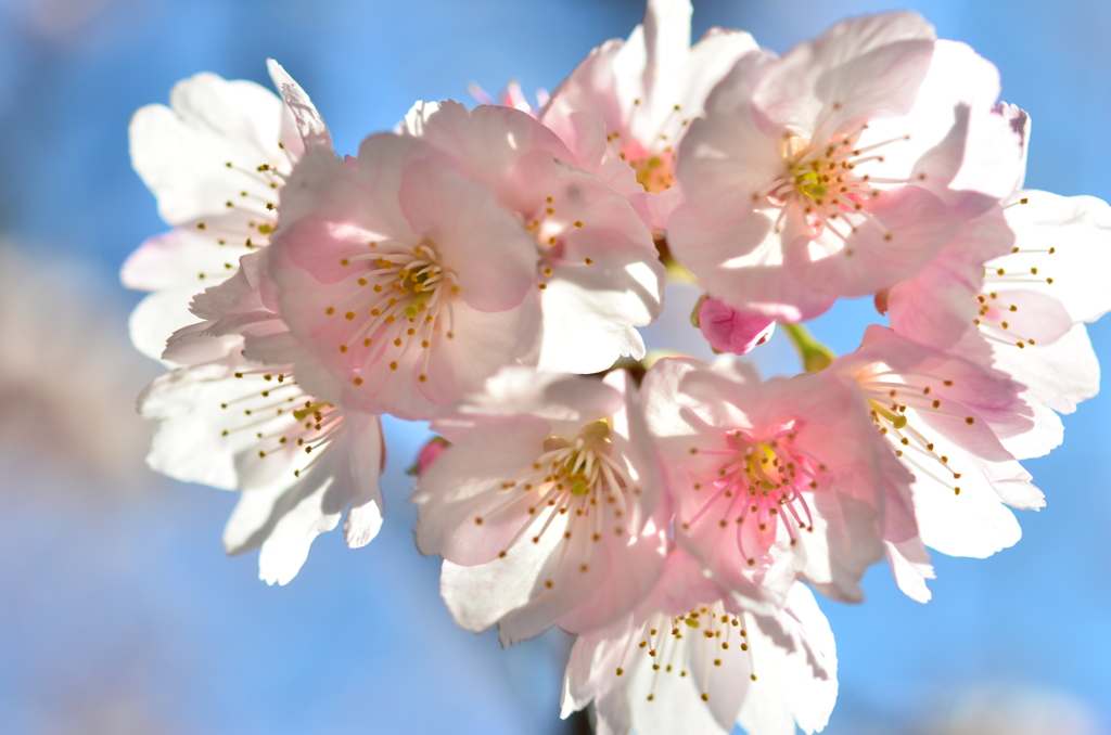 河津桜、もうじき春