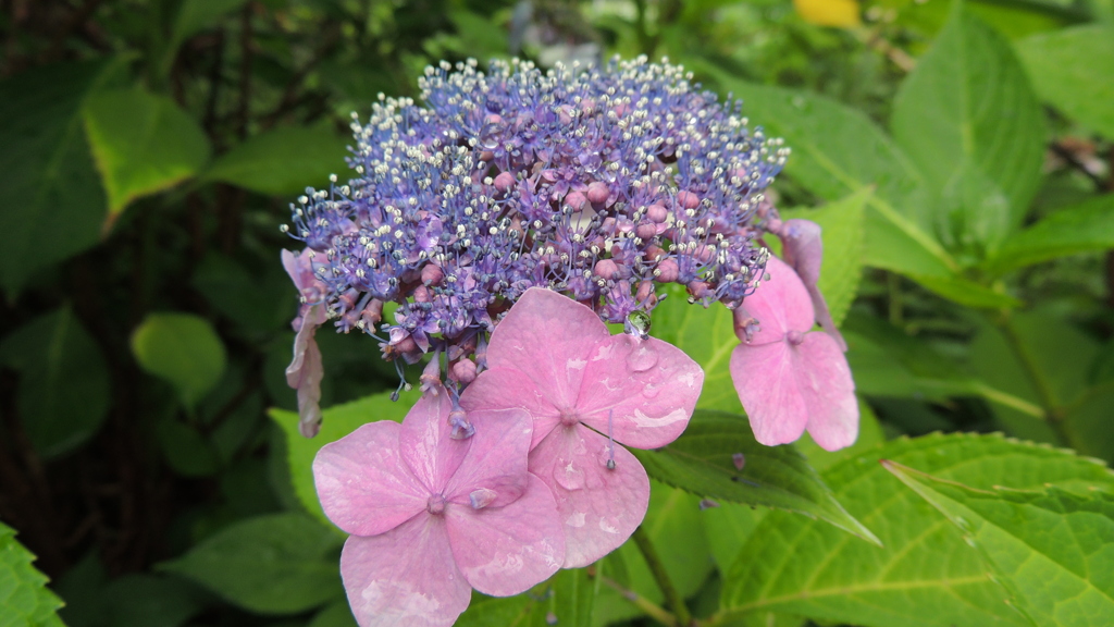 雨の名残と紫陽花