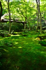 苔蒸す寺