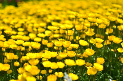 黄色の花畑