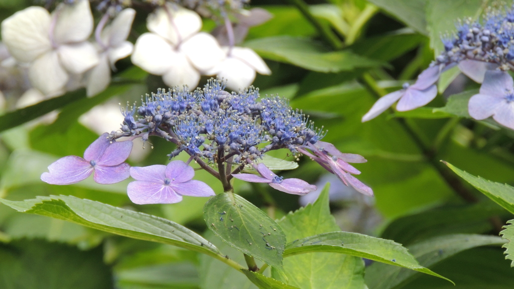 紫陽花