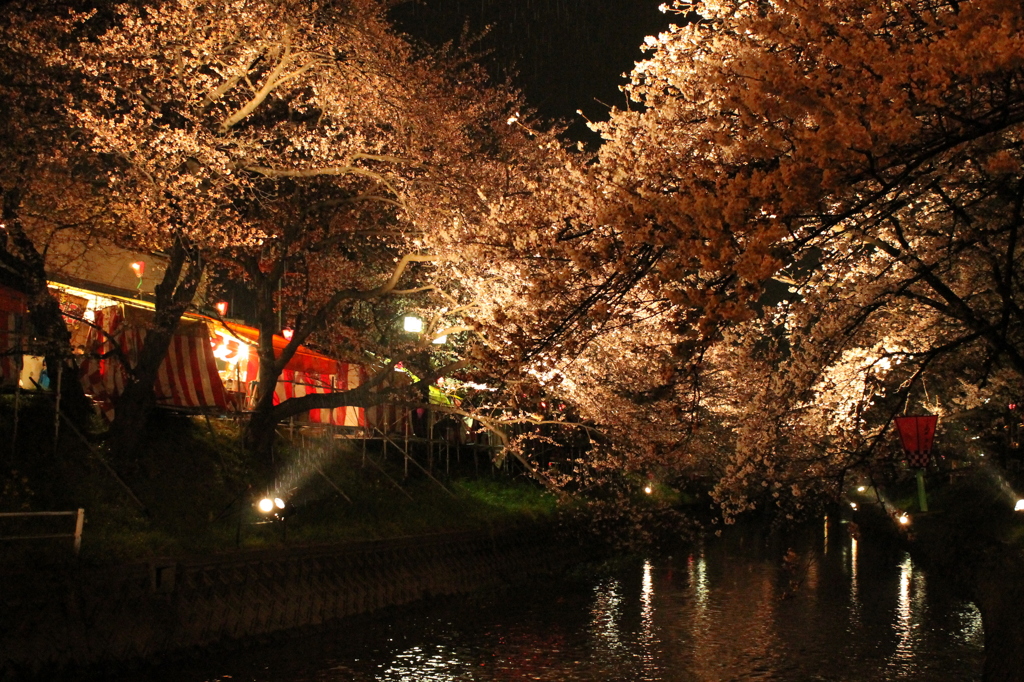 黄桜、夜ニ咲ク