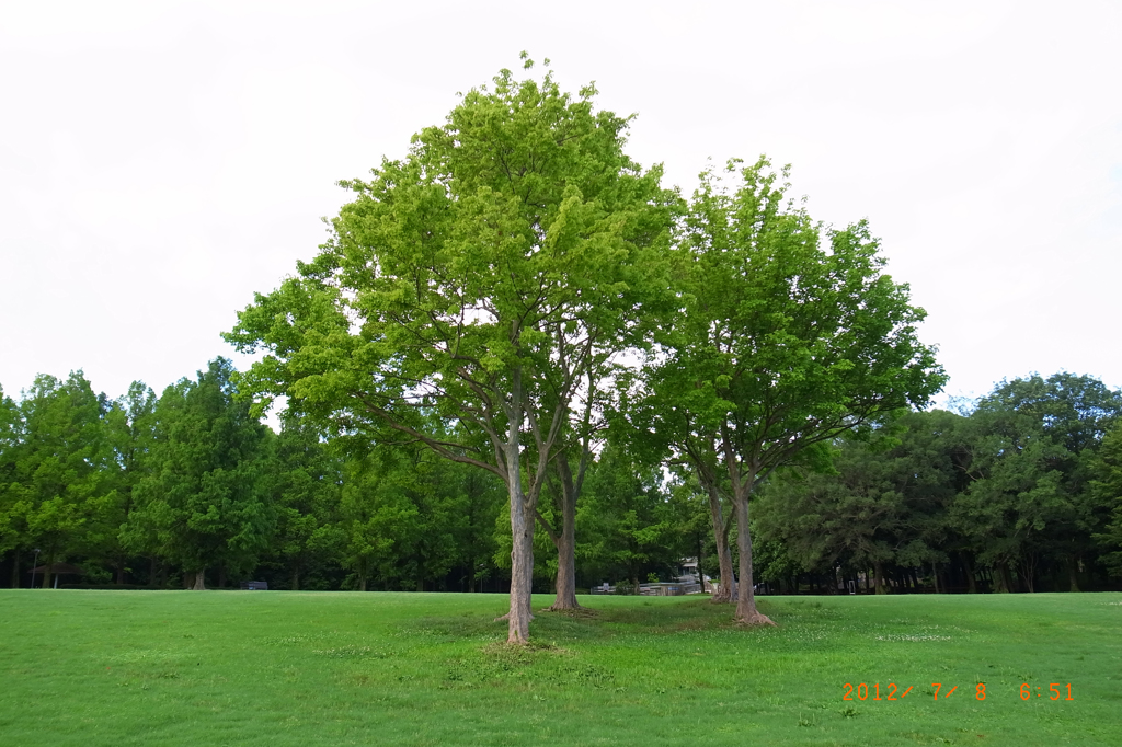 万博公園芝生広場2