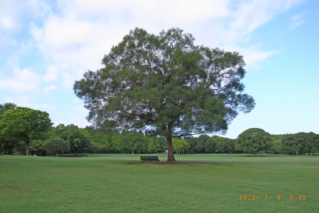 万博公園芝生広場1