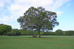 万博公園芝生広場1