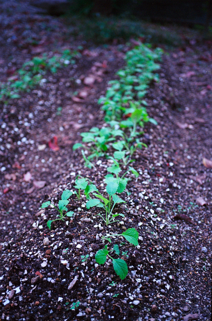 瑞々しく逞しく