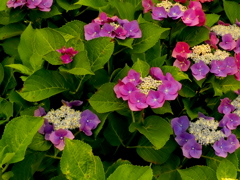 紫陽花の花。