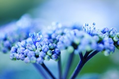 紫陽花
