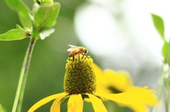 aaa