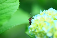 カメムシと紫陽花の花。