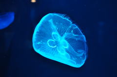 水宙花