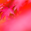 溶ける紅