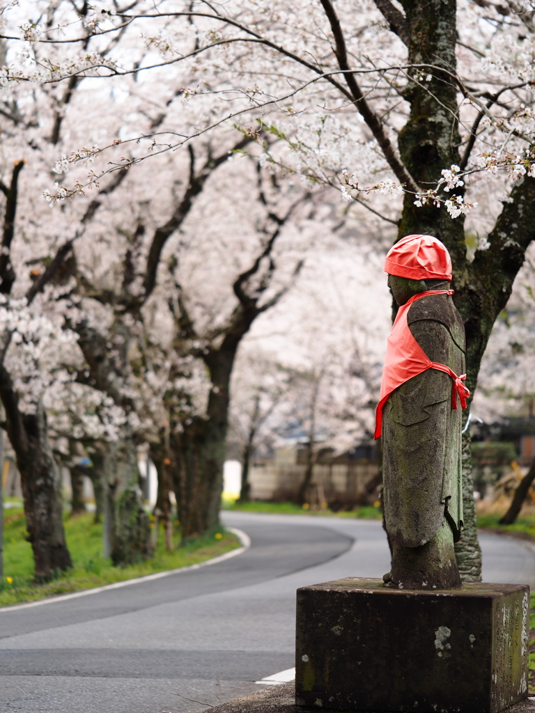 桜並木の守り神