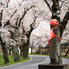 桜並木の守り神