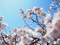 2000ｍの桜