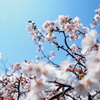 2000ｍの桜