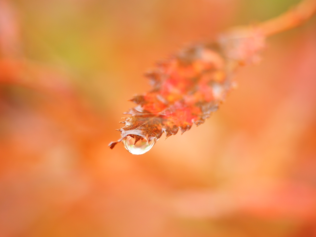 autumn　drop