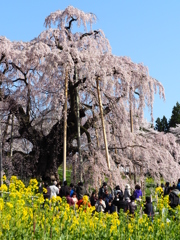 三春の滝桜　3