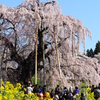 三春の滝桜　3
